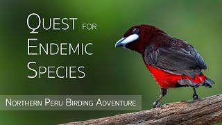 Northern Peru Birding Adventure | Birds of Peru | 1/5