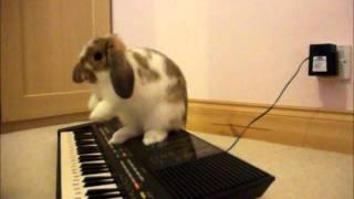 Bunny Playing Piano