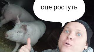 Рецепт для бистрого росту свиней!!!