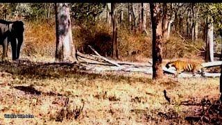 Elephant saving her calf from Tigress.