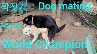 진돗개 짝짓기 세계챔피언^^Korean Jindo Dog mating world champion.