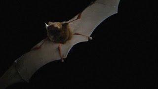 Here's What Bat Echolocation Sounds Like, Slowed Down
