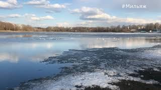 Весенние крики чаек - тот еще оркестр. Пройти мимо просто  невозможно.