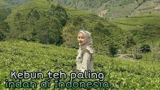 10 Kebun Teh Paling Indah & Instagramable di Indonesia