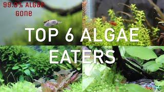 Best Algae Eaters || 99% Algae gone ||
