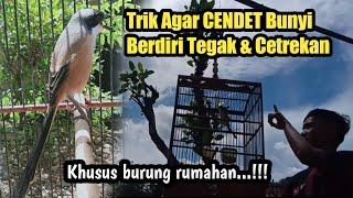 Trik Agar CENDET bunyi Berdiri Tegak dan Cetrekan||khusus burung harian bukan gantangan