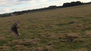 Goshawk And Harris Hawk Hunting Rabbits In The Highlands. Hawks vs Rabbits Amazing Falconry Flights.