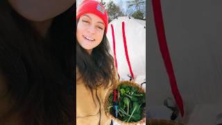 Timing when to grow food in your winter garden #wintergardening #gardeningvideos #gardening #garden