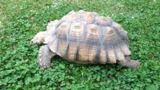 Dozer, my 11 year old African Sulcata tortoise