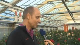 NDR Schleswig Holstein zu Gast bei Rosen Kordes (26.10.2012)