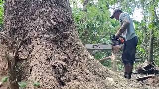 Incredible ! Indonesian style tree cutting technique, almost without residue.