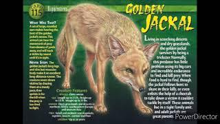 golden jackal sound effects