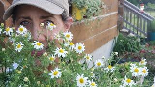 What you DIDN'T know about Chamomile! Growing | Harvesting | Uses