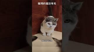 猫咪遇到气泡的迷惑行为 #shorts #funny #cat