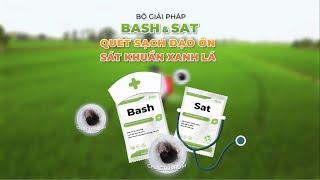 Bộ đôi BASH & SAT – Giải pháp sinh học phòng và đặc trị đạo ôn hiệu quả