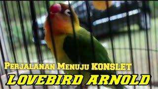 TOLAK TAWARAN 500JT || TIPS BELAJAR MUDAH PROSES LOVEBIRD KONSLET : RAHASIA Penggacoran LB Arnold