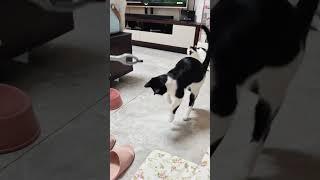 Cat overreaction #funny #funnyvideos