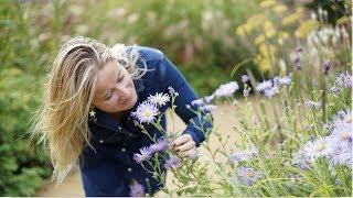 Aster Frikartii Monch | Best Late Summer Plants for Your Garden!