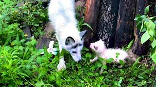 Wunder! In 180 Tagen habe ich den kleinen Fuchs  im Wald großgezogen. 