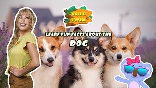 Dog Facts