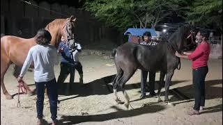 beautiful mare 5 years old 60+ covered by kumet stallion toofan line  7878029414 / 9784288301