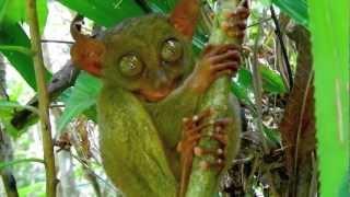 Tarsier - Bohol Tour Package - WOW Philippines Travel Agency