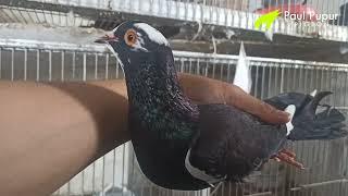 Mencari Merpati Balap dikandang Paul Pupur #pigeon #merpati #merpatibalap