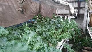 hydroponic super kale Lampung