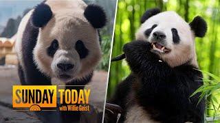 Panda-monium: New pandas at National Zoo set to make debut