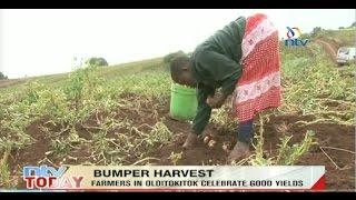 Bumper harvest: Farmers in Oloitokitok celebrate good yields