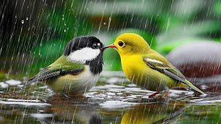 Relaxing Piano with Birds and Rain Sounds ️️️ Calm Music for Deep Relaxation