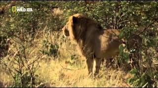 Дикая Ботсвана-братство львов