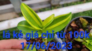 phi điệp lá kẻ phát tài giá chỉ từ 100k - 0867487638 - Hoa Lan Đất Việt