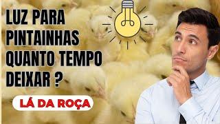 Não compre pintainhas de postura antes de assistir esse vídeo! Luz e aquecimento para pintainhas!