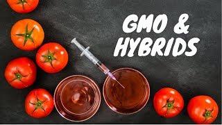 GMOs & Hybrids: How They Differ and Why It Matters