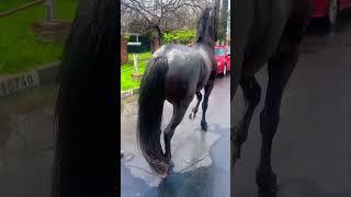 El Gavilán  #shorts #viral #horses #Friesian￼￼ #horse #horses #2024 #california