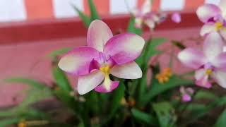 Ground orchid / Spathoglottis plicata / Philippine Ground orchid / බිම් ඕකිඩ් /