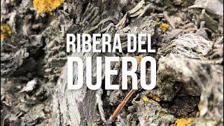 Iconic Red Wines of Spain | Ribera del Duero