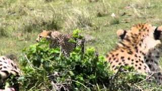 Cheetahs in Kenya's Masai Mara #4 *