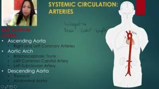 3. The Systemic Circulation