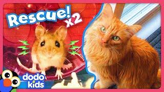 Can Rescuers Save A Frozen Mouse And A Lonely Kitten? | Dodo Kids | Rescued!