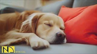 20 HOURS of Dog Calming MusicDog Separation Anxiety ReliefMusic For Dog Sleep⭐Healing NadanMusic