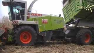 Cradle Crops: Miscanthus Giganteus (olifantsgras) de Teelt