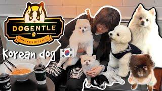 Premium dog cafe & hotel Dogentle in South Korea  | Jaines Feliciano | cabin crew life 