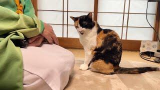 三毛猫のひーちゃんは不動のお嬢様。