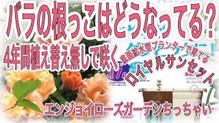 植え替え無しで咲くバラ　根っこは？　うるオンプランターのロイヤルサンセット