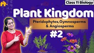 Plant Kingdom Class 11 Biology NCERT Chapter 3  #2 |CBSE | Pteridophyta , Gymnosperms & Angiosperms