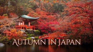 Misty Autumnal Day in Japan Ambience and Music | calm ambient music and sounds of forest and water