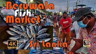 BERUWALA FISH MARKET,SRI LANKA IN 4K UHD