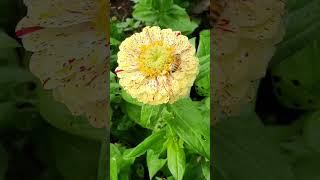 A Rare Flower Sighting, So Unique ! #gardening #flowers #kitchengarden #cutflowers #zinnias